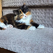 Luna joined the competition — help win amazing prizes! animal, blanket, calico, carpet, cat, couch, cozy, cute, dog, fluffy, furniture, home, indoor, kitten, living_room, pet, relaxed, stairs, sunlight, tongue_out