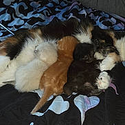 Luna is registered to the contest to win money with this photo: animal, bed, blanket, calico_cat, cat, closeup, companion, cozy, cute, domestic_animal, family, fur, indoor, kitten, mammal, nursing, pet, resting, sleeping, striped