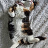 adorable, animal, blanket, calico, cat, collar, cozy, cute, feline, fluffy, fur, indoor, paws, pet, relaxed, resting, sleeping, soft, sunlight, texture