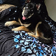 Bruddah joined the competition — help win amazing prizes! animal, bed, black_fur, blanket, blue_eyes, canine, carpet, cozy, cute, dog, domestic, fur, happy, indoor, looking_at_camera, patterned_blanket, pet, resting, tan_fur, tongue_out