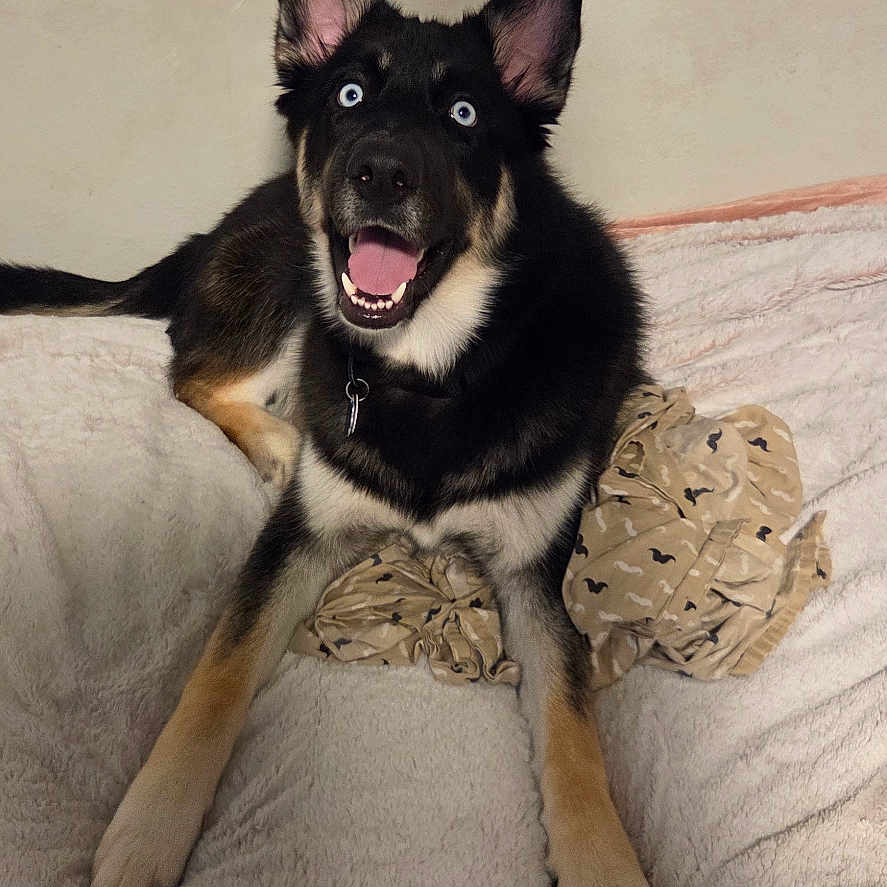 Bruddah is registered to the contest to win money with this photo: bed, black_and_tan_fur, blanket, blue_eyes, collar, cute, dog, fabric, front_legs, happy, husky_mix, indoor, lying_down, paws, perky_ears, pet, playful, smile, tongue_out, wall