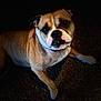 dog, bulldog, pet, animal, indoor, carpet, brown, white, face, paw, fur, laying, looking, closeup, expression, cute, canine, companion, resting, shadow