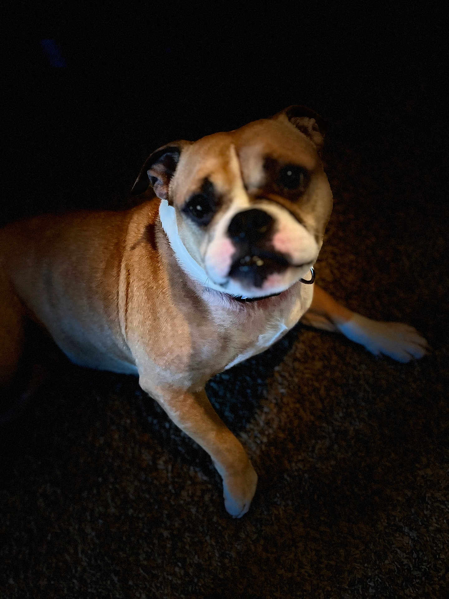 Taffy is registered to the contest to win money with this photo: dog, bulldog, pet, animal, indoor, carpet, brown, white, face, paw, fur, laying, looking, closeup, expression, cute, canine, companion, resting, shadow