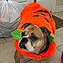 Taffy joined the competition — help win amazing prizes! bulldog, dog, costume, pumpkin, orange, green, pet, indoor, tile_floor, door, trash_bag, expression, animal, cute, festive, ears, tail, collar, standing, looking_away