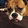 Taffy is registered to the contest to win money with this photo: dog, bulldog, close_up, lying_down, brown, white, face, sad, pet, animal, fur, ears, nose, paw, indoor, resting, expression, canine, portrait, cute