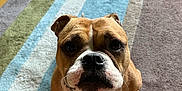 Taffy joined the competition — help win amazing prizes! dog, bulldog, pet, animal, canine, indoor, floor, rug, striped_rug, brown, white, looking_up, sitting, close_up, cute, whiskers, ears, eyes, nose, wood_floor