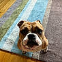 dog, bulldog, pet, animal, canine, indoor, floor, rug, striped_rug, brown, white, looking_up, sitting, close_up, cute, whiskers, ears, eyes, nose, wood_floor