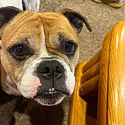 Taffy is registered to the contest to win money with this photo: dog, close_up, brown_dog, white_markings, carpet, indoor, furniture, wood, snout, ears, pets, animal, domestic_animal, cute, face, whiskers, floor, household, background_blur, sneakers