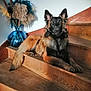 dog, stairs, wooden, vase, flowers, dried_flowers, interior, pet, animal, furniture, portrait, calm, relaxed, brown, black, ears, tail, home, decoration, natural_light