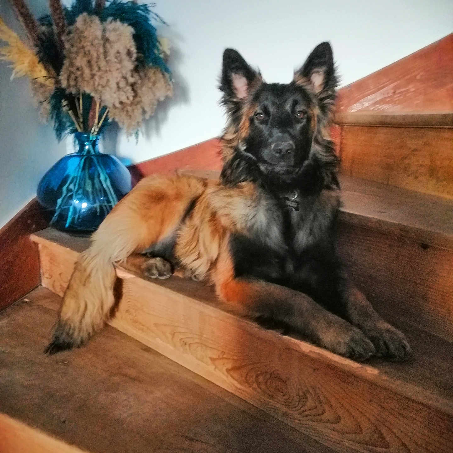 Thalys participe au concours pour gagner de l'argent avec cette photo : animal, black, brown, calm, decoration, dog, dried_flowers, ears, flowers, furniture, home, interior, natural_light, pet, portrait, relaxed, stairs, tail, vase, wooden