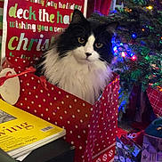 Elwood is registered to the contest to win money with this photo: cat, gift_bag, christmas_tree, christmas_lights, holiday_decorations, wrapped_presents, festive, black_and_white_cat, polka_dot, sign, text, indoor, curious, pet, holiday, celebration, animal, fur, face, eyes