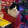cat, gift_bag, christmas_tree, christmas_lights, holiday_decorations, wrapped_presents, festive, black_and_white_cat, polka_dot, sign, text, indoor, curious, pet, holiday, celebration, animal, fur, face, eyes