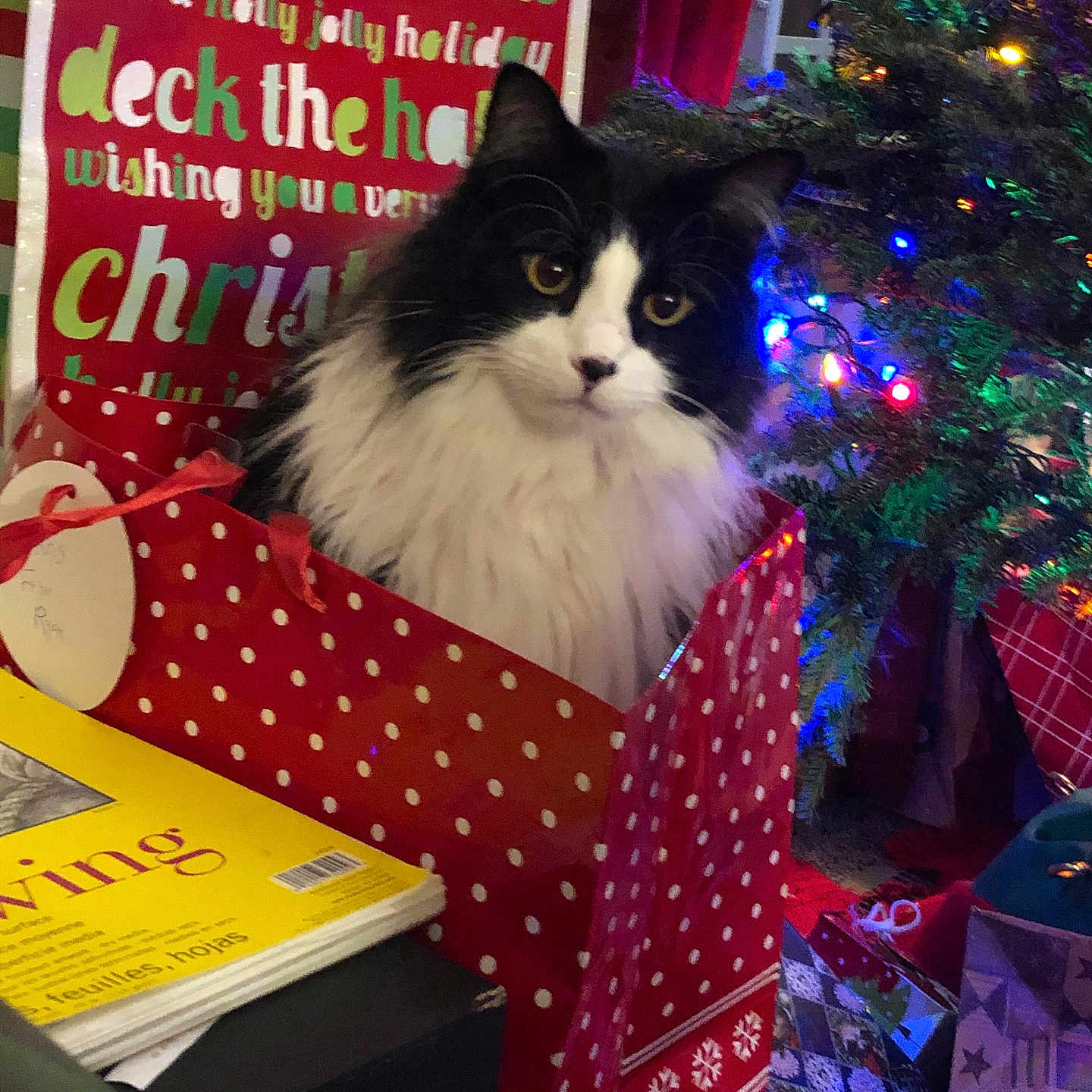 Elwood is registered to the contest to win money with this photo: cat, gift_bag, christmas_tree, christmas_lights, holiday_decorations, wrapped_presents, festive, black_and_white_cat, polka_dot, sign, text, indoor, curious, pet, holiday, celebration, animal, fur, face, eyes