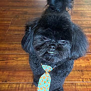 Charlie joined the competition — help win amazing prizes! dog, black_dog, pet, tie, wooden_floor, indoor, cute, fluffy, small_dog, playful, standing, fur, animal, canine, looking_up, adorable, domestic_animal, tongue, expression, home