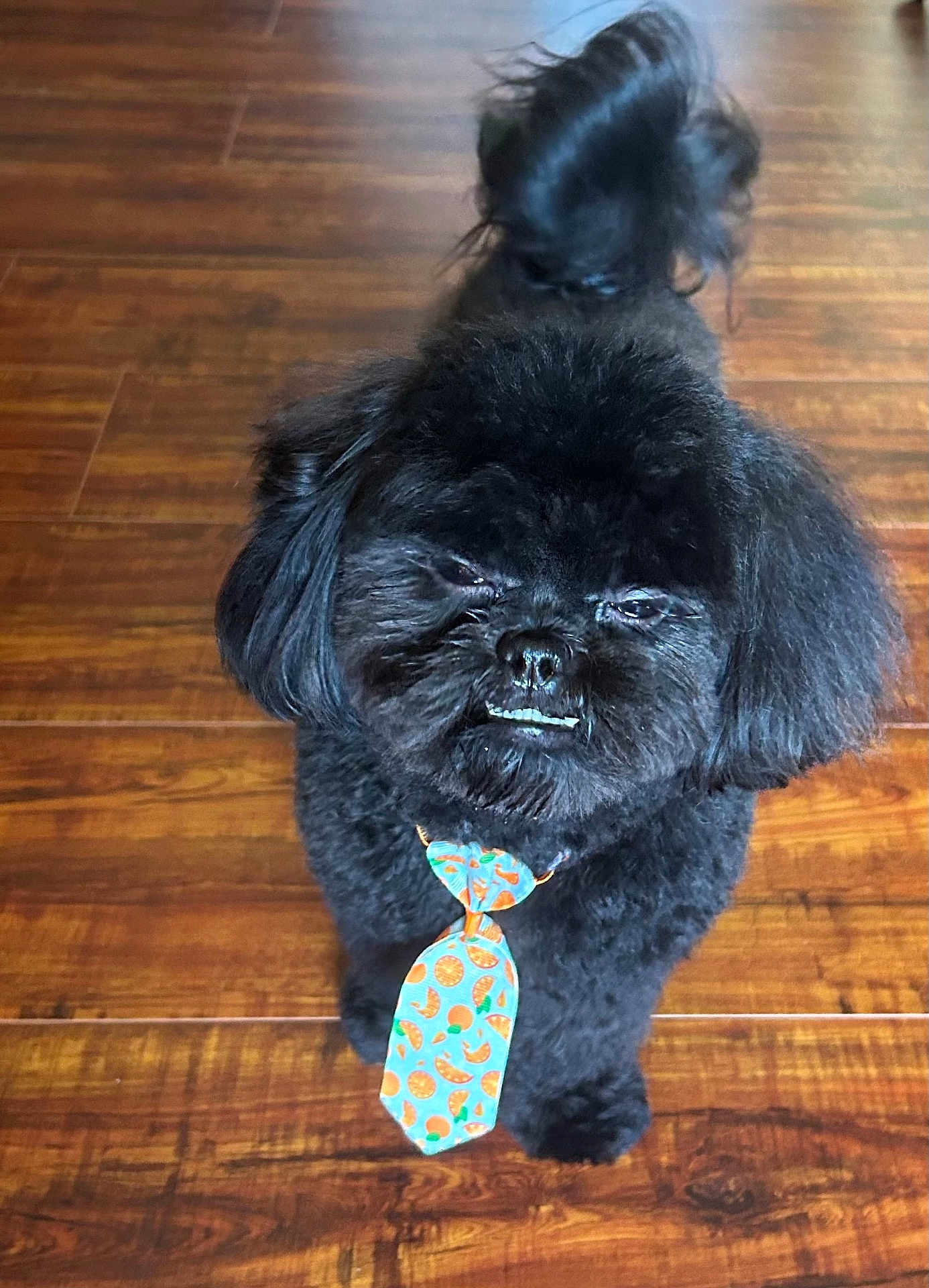 Charlie joined the competition — help win amazing prizes! dog, black_dog, pet, tie, wooden_floor, indoor, cute, fluffy, small_dog, playful, standing, fur, animal, canine, looking_up, adorable, domestic_animal, tongue, expression, home