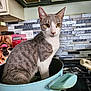 animal, appliance, cat, closeup, cooking_pot, countertop, curious, domestic_cat, food_preparation, gray_cat, household, indoor, kitchen, looking, pet, sitting, stove, tile_backsplash, white_cat, yellow_eyes