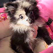 Bella joined the competition — help win amazing prizes! puppy, dog, pet_bed, pink, fluffy, black_and_white, cute, animal, young_dog, fur, cozy, indoors, resting, small_dog, curious, ears, snout, paw, looking, young