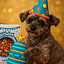 dog, puppy, party_hat, toy, plush_toy, birthday, treats, celebration, cute, fluffy, brown_eyes, pet, indoor, portrait, close_up, bokeh, colorful, smiling_toy, raised_paw, background