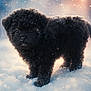 Aspen is registered to the contest to win money with this photo: puppy, dog, black_fur, curly_fur, snow, winter, outdoor, animal, cute, pet, fur, cold, snowflakes, young_dog, standing, adorable, nature, fluffy, small, eyes