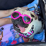 Teresa joined the competition — help win amazing prizes! dog, pug, sunglasses, pink, harness, stroller, blanket, child, legs, shoes, outdoor, sidewalk, smiling, tongue_out, reflection, playful, pet, canine, happy, summer