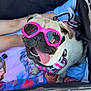 dog, pug, sunglasses, pink, harness, stroller, blanket, child, legs, shoes, outdoor, sidewalk, smiling, tongue_out, reflection, playful, pet, canine, happy, summer
