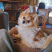 Truckle is registered to the contest to win money with this photo: dog, fluffy, indoor, couch, pet, curious, head_tilt, wooden_table, chairs, window, tv, living_room, carpet, backpack, plant, furniture, jeans, cozy, home, relaxed