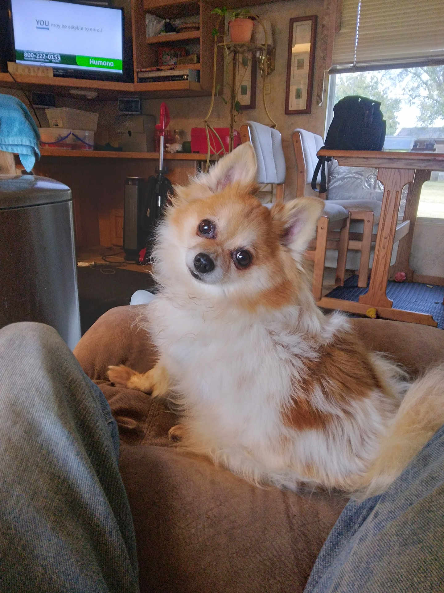 Truckle is registered to the contest to win money with this photo: dog, fluffy, indoor, couch, pet, curious, head_tilt, wooden_table, chairs, window, tv, living_room, carpet, backpack, plant, furniture, jeans, cozy, home, relaxed