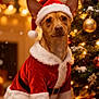 dog, santa_hat, santa_costume, christmas_tree, christmas_lights, ornaments, holiday, festive, present, snow, indoor, pet, cute, celebration, decorations, warm_lighting, brown_dog, christmas, seasonal, costume