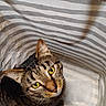 cat, tabby_cat, pet, animal, feline, yellow_eyes, green_eyes, whiskers, ears, striped_fur, short_hair, close_up, portrait, lying_down, bed, bedding, striped_background, indoors, cozy, curious