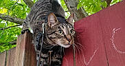 Gadget joined the competition — help win amazing prizes! cat, tabby, feline, animal, harness, leash, outdoor, fence, wood, red_fence, trees, leaves, greenery, nature, portrait, closeup, whiskers, ears, standing, alert
