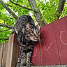 cat, tabby, feline, animal, harness, leash, outdoor, fence, wood, red_fence, trees, leaves, greenery, nature, portrait, closeup, whiskers, ears, standing, alert