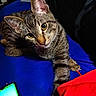 cat, tabby_cat, feline, pet, animal, portrait, close_up, yellow_eyes, whiskers, ears, striped_fur, lying_down, paw, blue_surface, red_cushion, smartphone, indoor, colorful, relaxed, photography