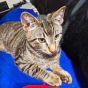 Gadget is registered to the contest to win money with this photo: cat, tabby_cat, kitten, pet, animal, feline, striped_fur, yellow_eyes, whiskers, pointed_ears, paws, crossed_paws, lying_down, indoor, blanket, blue_background, red_clothing, portrait, close_up, relaxed