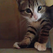 Rabbit is registered to the contest to win money with this photo: cat, kitten, tabby, pet, animal, feline, striped_fur, wide_eyes, pink_nose, paws, sitting, indoors, cozy, corner, brown_fur, white_fur, closeup, portrait, low_light, home