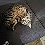 Mylka a rejoint le concours — aidez-le/la à gagner de superbes lots ! animal, cat, couch, cozy, curled_up, domestic_cat, feline, furniture, home, indoor, paw, pet, relaxed, resting, sleeping, sofa, striped_fur, tabby_cat, whiskers, wooden_floor