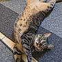 animal, cat, collar, cute, domestic_cat, floor, fur, gray_rug, green_eyes, home, indoor, pet, playful, relaxed, rug, shoe, sneaker, stretching, tabby_cat, whiskers