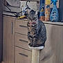 Mylka participe au concours pour gagner de l'argent avec cette photo : bell, cabinet, cat, clutter, collar, domestic_cat, feline, furniture, gray_cat, household_items, indoor, papers, pet, pink_collar, reflection, scratching_post, sitting, spray_bottle, tabby_cat, wooden_cabinet
