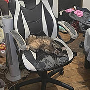 Mylka a rejoint le concours — aidez-le/la à gagner de superbes lots ! black, casual, cat, clothes, clutter, fabric, floor, furniture, household_items, indoor, lounge, office_chair, paw, pet, relaxing, sleeping, stretching, tabby_cat, white, wooden_floor