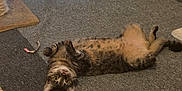 Mylka participe au concours pour gagner de l'argent avec cette photo : animal, carpet, cat, cozy, curious, cute, domestic, feline, floor, fur, home, indoor, lying_down, mammal, paws, pet, playful, relaxed, tabby, whiskers