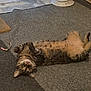 animal, carpet, cat, cozy, curious, cute, domestic, feline, floor, fur, home, indoor, lying_down, mammal, paws, pet, playful, relaxed, tabby, whiskers