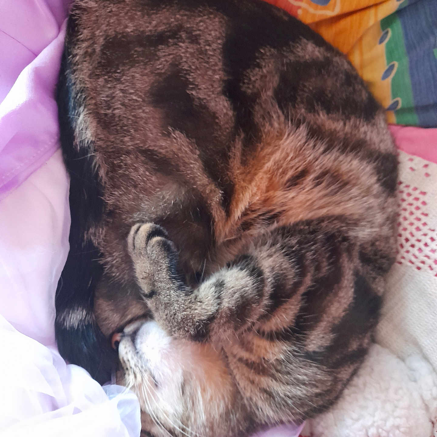 Théa participe au concours pour gagner de l'argent avec cette photo : animal, blanket, cat, comfort, cozy, curled_up, cute, domestic_animal, fabric, feline, fur, indoor, nap, pet, relaxed, resting, sleeping, soft, tabby, whiskers