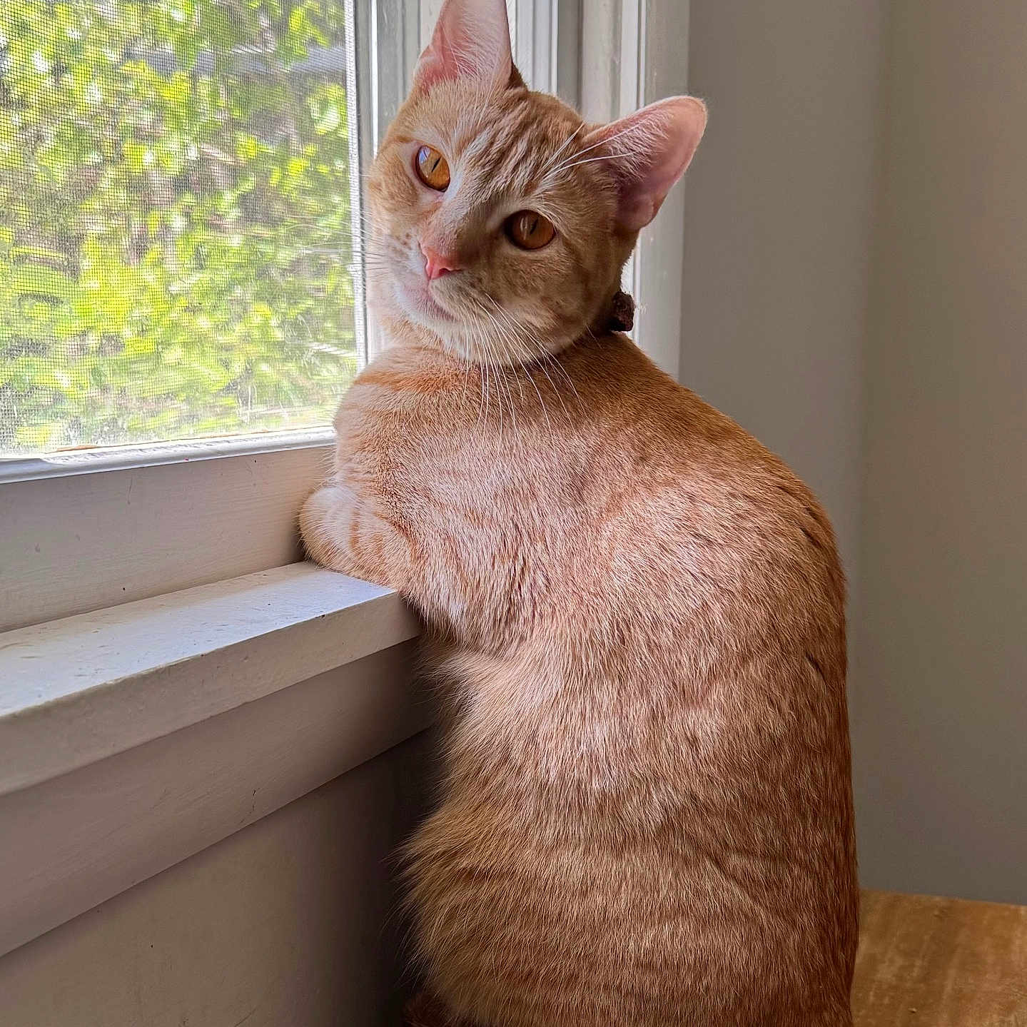 Rajah is registered to the contest to win money with this photo: cat, ginger_cat, window, indoor, wooden_surface, curious, amber_eyes, sitting, pet, domestic_animal, feline, natural_light, sunlight, screen, fur, looking_back, cozy, peaceful, house, portrait