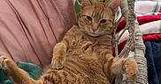Rajah joined the competition — help win amazing prizes! cat, orange_tabby, hammock_chair, blanket, pillow, indoor, pet, relaxed, cozy, fur, animal, resting, furniture, window, curtain, home, cute, paw, sleepy, domestic_cat