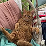 cat, orange_tabby, hammock_chair, blanket, pillow, indoor, pet, relaxed, cozy, fur, animal, resting, furniture, window, curtain, home, cute, paw, sleepy, domestic_cat