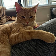 Rajah joined the competition — help win amazing prizes! cat, orange_tabby, black_cat, indoor, window, couch, relaxed, sleepy, pet, feline, paw, fur, domestic_animal, home, daylight, window_blinds, animal, resting, living_room, cozy