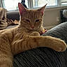 cat, orange_tabby, black_cat, indoor, window, couch, relaxed, sleepy, pet, feline, paw, fur, domestic_animal, home, daylight, window_blinds, animal, resting, living_room, cozy