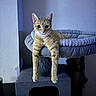 Rajah joined the competition — help win amazing prizes! cat, tabby_cat, orange_cat, cat_bed, cat_tree, pet, indoor, feline, animal, relaxed, lounging, curious, ears, whiskers, paws, legs, gray, wall, home, cozy