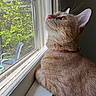 Rajah is registered to the contest to win money with this photo: cat, ginger_cat, pet, indoor, window, sunlight, whiskers, collar, curious, close_up, feline, animal, looking_out, nature, greenery, daylight, domestic_cat, fur, side_view, resting