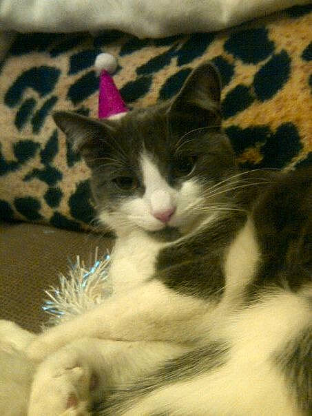 Gucci is registered to the contest to win money with this photo: aegean_cat, american_shorthair, american_wirehair, carnivore, cat, domestic_short_haired_cat, european_shorthair, felidae, fur, kitten, mammal, norwegian_forest_cat, polydactyl_cat, small_to_medium_sized_cats, whiskers