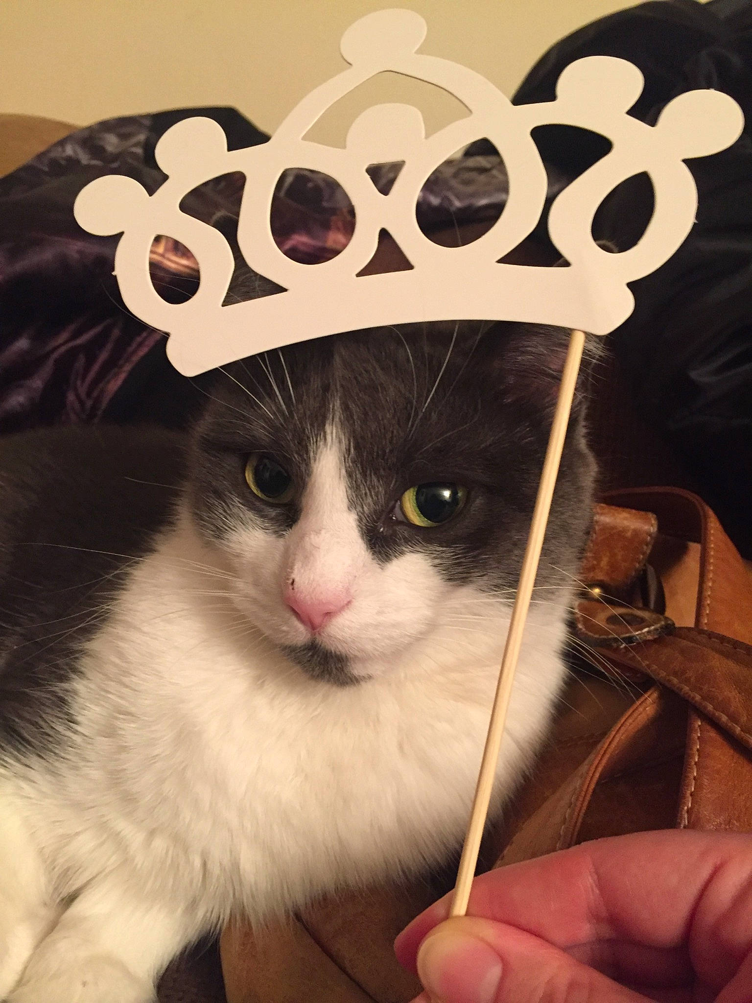 Gucci is registered to the contest to win money with this photo: carnivore, cat, fashion_accessory, felidae, fur, hat, headgear, photo_caption, small_to_medium_sized_cats, whiskers